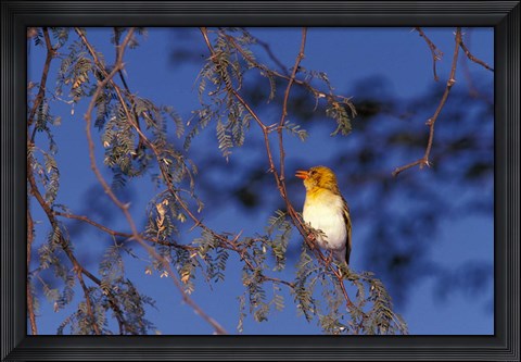 Framed Red-billed Quelea, Zimbabwe Print