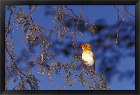 Framed Red-billed Quelea, Zimbabwe Print