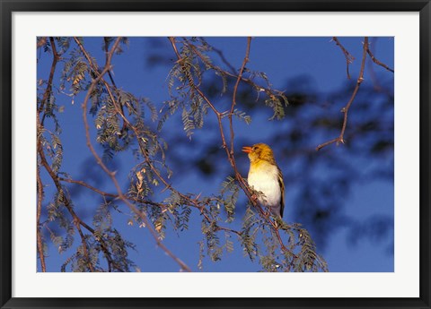 Framed Red-billed Quelea, Zimbabwe Print