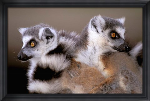 Framed Ring-tailed Lemurs, Berenty Private Reserve, Madagascar Print