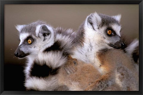 Framed Ring-tailed Lemurs, Berenty Private Reserve, Madagascar Print