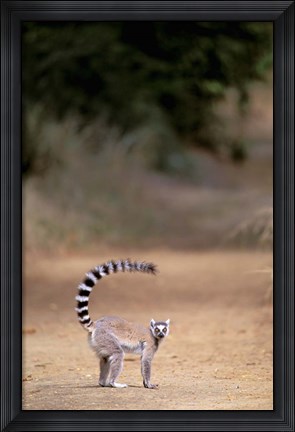 Framed Ring-tailed Lemur, Berenty Reserve, Madagascar Print