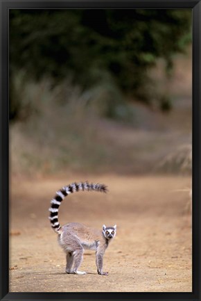 Framed Ring-tailed Lemur, Berenty Reserve, Madagascar Print