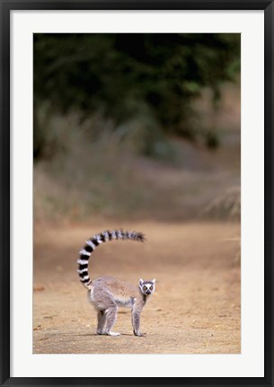 Framed Ring-tailed Lemur, Berenty Reserve, Madagascar Print