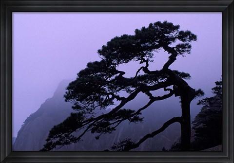 Framed Seeing Off Pine Tree on Mt Huangshan (Yellow Mountain), China Print