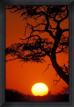 Framed Silhouetted Tree Branches, Kalahari Desert, Kgalagadi Transfrontier Park, South Africa Print