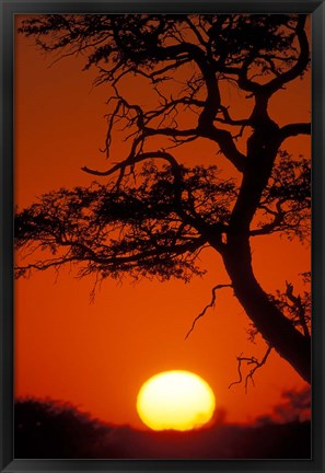 Framed Silhouetted Tree Branches, Kalahari Desert, Kgalagadi Transfrontier Park, South Africa Print