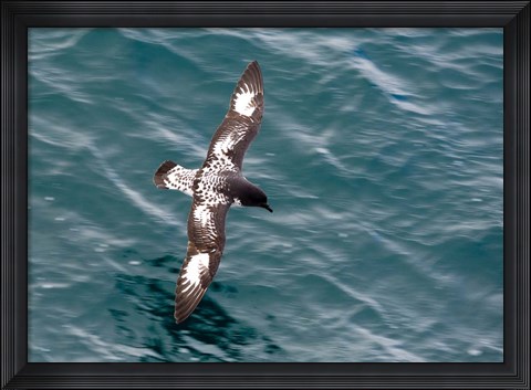 Framed Sea Bird of Cape Petrel, Antarctica Print