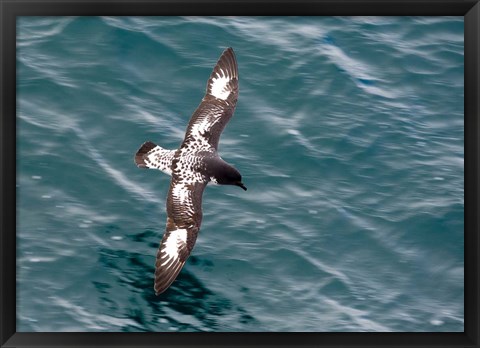 Framed Sea Bird of Cape Petrel, Antarctica Print