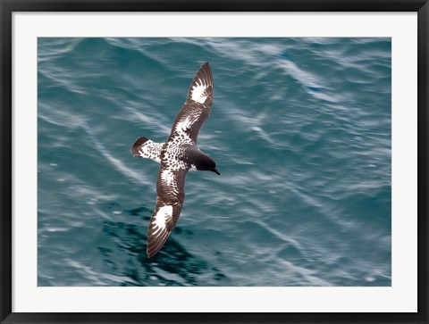 Framed Sea Bird of Cape Petrel, Antarctica Print