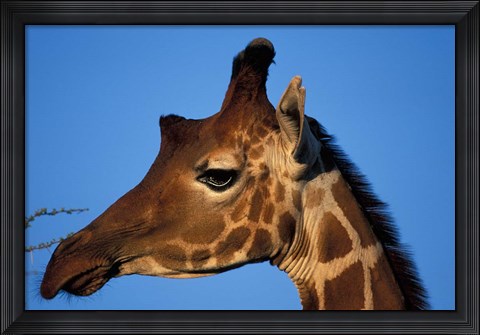 Framed Reticulated Giraffe, Kenya Print