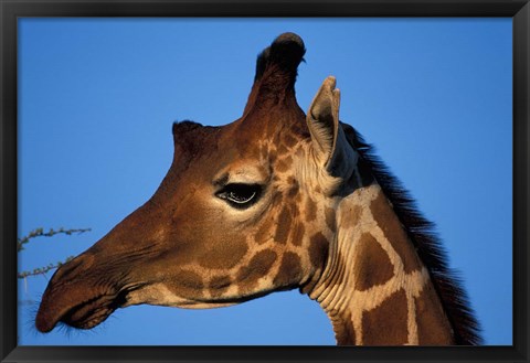 Framed Reticulated Giraffe, Kenya Print