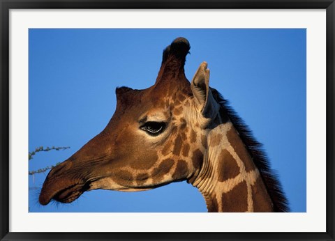 Framed Reticulated Giraffe, Kenya Print