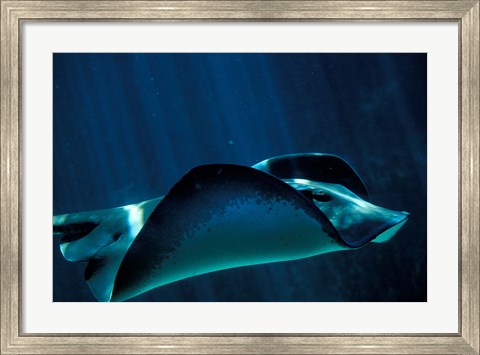 Framed Short-Tailed Sting Ray, Two Oceans Aquarium, Cape Town, South Africa Print