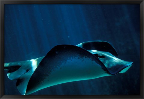 Framed Short-Tailed Sting Ray, Two Oceans Aquarium, Cape Town, South Africa Print