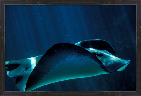 Framed Short-Tailed Sting Ray, Two Oceans Aquarium, Cape Town, South Africa Print