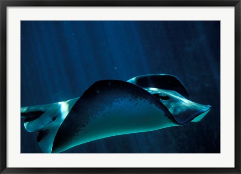 Framed Short-Tailed Sting Ray, Two Oceans Aquarium, Cape Town, South Africa Print