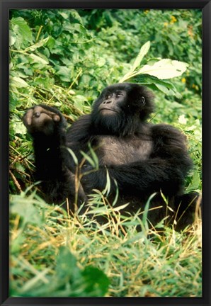 Framed Rwanda, Six year old mountain Gorilla, March Print