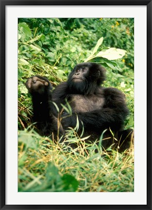 Framed Rwanda, Six year old mountain Gorilla, March Print