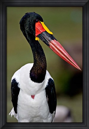 Framed Saddle-Billed Stork Portrait, Tanzania Print