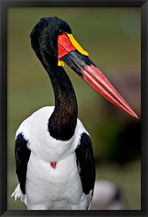 Framed Saddle-Billed Stork Portrait, Tanzania Print