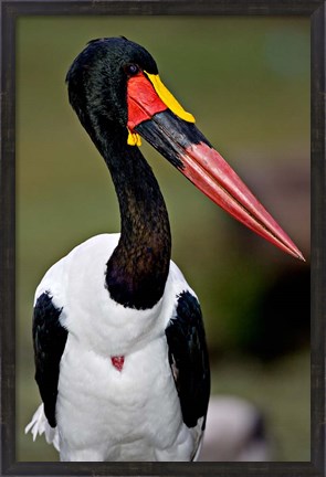Framed Saddle-Billed Stork Portrait, Tanzania Print