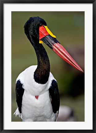 Framed Saddle-Billed Stork Portrait, Tanzania Print