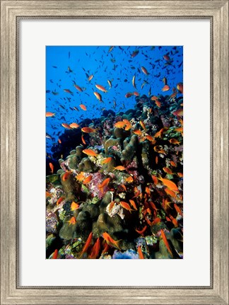 Framed Scalefin Anthias Fish at Habili Ali, Red Sea, Egypt Print