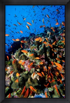 Framed Scalefin Anthias Fish at Habili Ali, Red Sea, Egypt Print