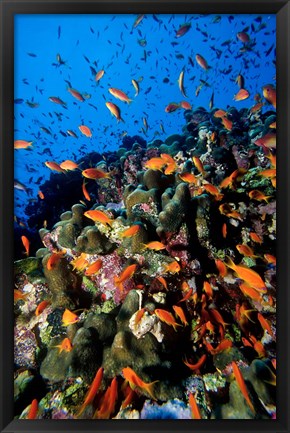 Framed Scalefin Anthias Fish at Habili Ali, Red Sea, Egypt Print