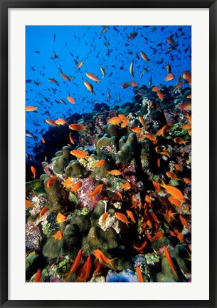 Framed Scalefin Anthias Fish at Habili Ali, Red Sea, Egypt Print