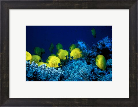 Framed School of Masked Butterflyfish, Red Sea, Egypt Print