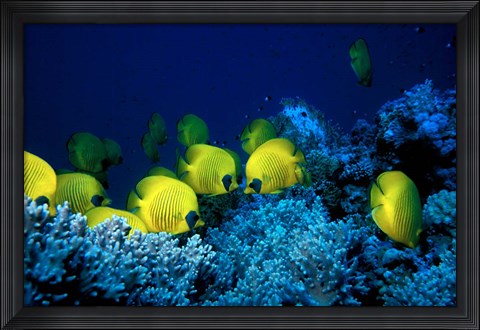 Framed School of Masked Butterflyfish, Red Sea, Egypt Print