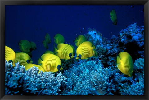 Framed School of Masked Butterflyfish, Red Sea, Egypt Print