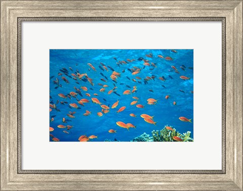 Framed Scalefin Anthias, Elphinstone Reef, Red Sea, Egypt Print