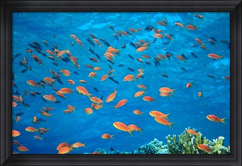 Framed Scalefin Anthias, Elphinstone Reef, Red Sea, Egypt Print