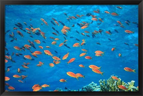 Framed Scalefin Anthias, Elphinstone Reef, Red Sea, Egypt Print