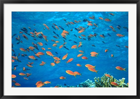 Framed Scalefin Anthias, Elphinstone Reef, Red Sea, Egypt Print