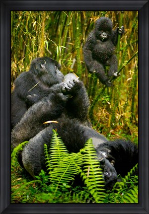 Framed Rwanda, Silverback, Mountain Gorillas Print