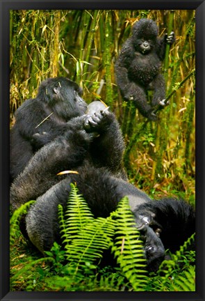 Framed Rwanda, Silverback, Mountain Gorillas Print