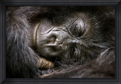 Framed Rwanda, Volcanoes NP, Mountain Gorilla Sleeping Print
