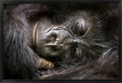 Framed Rwanda, Volcanoes NP, Mountain Gorilla Sleeping Print