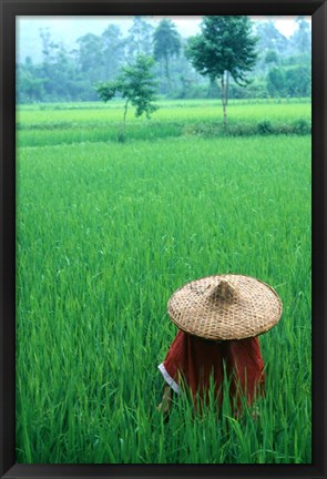 Framed Scenic of Rice Fields and Farmer on Yangtze River, China Print