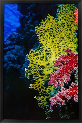 Framed Corals at Abu Basala, Red Sea, Egypt Print