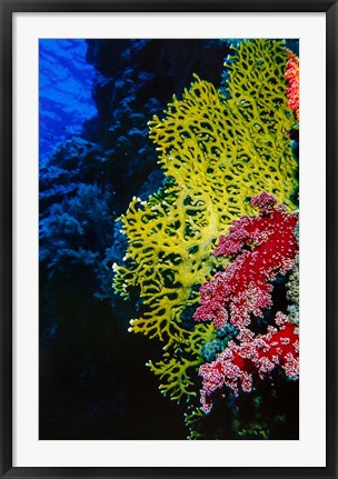 Framed Corals at Abu Basala, Red Sea, Egypt Print