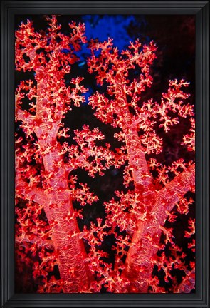 Framed Coral at Abu Soma Arbaa, Red Sea, Egypt Print