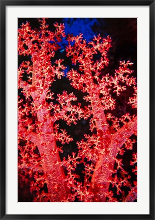 Framed Coral at Abu Soma Arbaa, Red Sea, Egypt Print