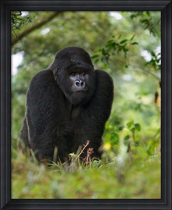 Framed Rwanda, Kigoma, Mountain Gorilla, No 3 Silverback Print