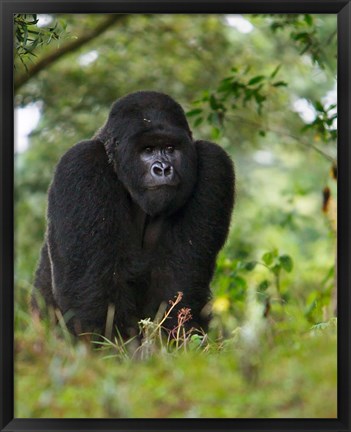 Framed Rwanda, Kigoma, Mountain Gorilla, No 3 Silverback Print