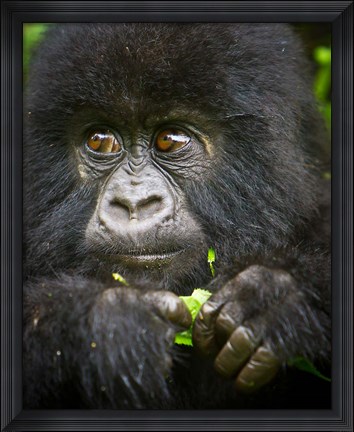 Framed Rwanda, Volcanoes NP, Close up of a Mountain Gorilla Print